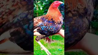 solid hennie chicken rooster [upl. by Conners]