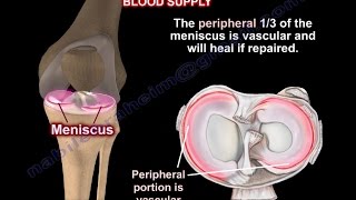 Anatomy Of The Meniscus  Everything You Need To Know  Dr Nabil Ebraheim [upl. by Ynavoeg272]