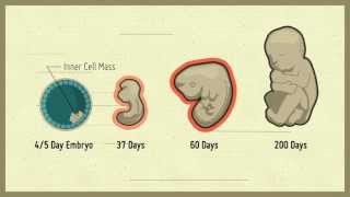 StemCellShorts  Stem cells animation parts 1 2 amp 3 [upl. by Idur]