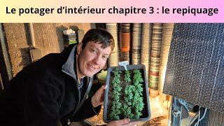 Le potager dintérieur chapitre 3  le repiquage [upl. by Thaxter206]