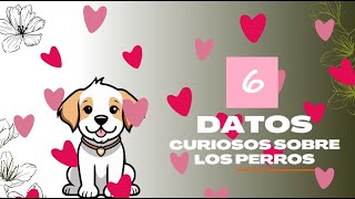 6 Datos interesantes de los PERROS [upl. by Haye]