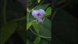 Vigna Unguiculata Fabaceae family nature trending garden forest gardening gardenplant flora [upl. by Eciram]