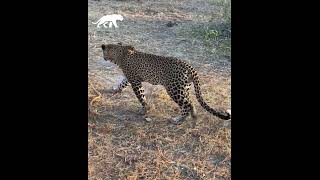 Un leopardo roba a un cachorro de león [upl. by Tloc888]