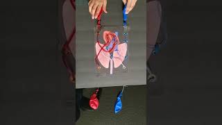 Circulatory System Model [upl. by Giliana205]