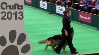 Obedience Dog Championships  Day 3  Crufts 2013 Jenny Gould amp Zakanja Bitter N Twisted [upl. by Napra]