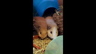 Tips for settling in new guinea pigs  Woodgreen Pets Charity [upl. by Ahsienek]