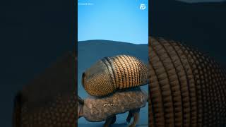 Golden Armadillo special animal [upl. by Idden]