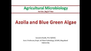 Azolla and BGA  Azolla and Anabaena azollae symbiosis  Symbiotic nitrogen fixation  Biofertilizer [upl. by Aerdied874]