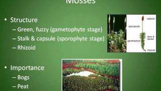 Mosses Liverworts and Hornworts Chapter 4 Section 3 [upl. by Jason40]