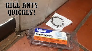 How to Get Rid of Ants  Terro Liquid Ant Bait Overview [upl. by Guria610]