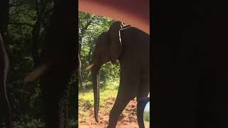 Elephants Chobe Game Reserve Botswana safari africansafari africa africanwildlife elephant [upl. by Noreh]