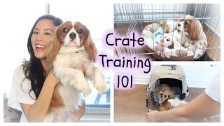 How To Crate Train  Herky the Cavalier  Cavalier King Charles Spaniel [upl. by Nortad]