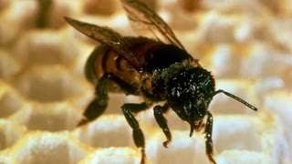 Killer Africanized bees enter Tennessee [upl. by Ylsel]