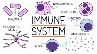 Understanding the Immune System in One Video [upl. by Rochester161]