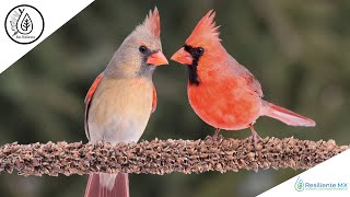 CANTO VOZ y LLAMADOS Cardenal Rojo quotCardinalis cardinalisquot Northern Cardinal quotAlas Resilientesquot [upl. by Eirrem]