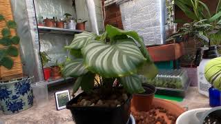 lecalife clubleca Repot with me Calathea orbifolia [upl. by Reve377]