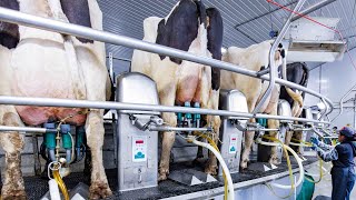 Modern Cow Farming Harvest Milking Technology withme Modern Cow Raising Process [upl. by Yleen]