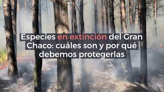 Especies en extinción del Gran Chaco cuáles son y por qué debemos protegerlas [upl. by Amme]