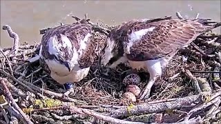 05 April am  🥚🥚🥚 Blue33 supervises Maya laying Egg 3  ©️ROPManton Bay [upl. by Narhet617]