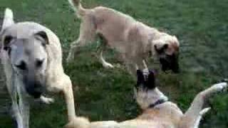 Anatolian Shepherd Dogs playing [upl. by Aehsat]