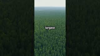 Top 3 Largest Forests in the World naturelovers facts shortsviral [upl. by Rolyak]