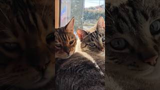 ❤️ gattoni assonnati ❤️ shortvideo viralvideo cat sleep [upl. by Lekim506]