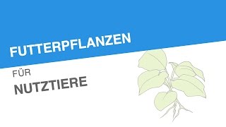 FUTTERPFLANZEN FÜR NUTZTIERE  Biologie  Biologie der Pflanzen und Pilze Mittelstufe [upl. by Emelia]