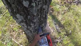 STIHL 075 CUTTING LARGE OAK TREE [upl. by Yobybab]