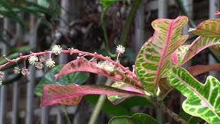 Kent State Hosts Annual Bioblitz Today [upl. by Buddy653]