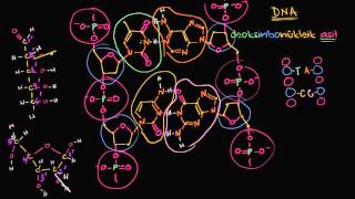 DNA İplikçiklerinin Antiparalel Yapısı Biyoloji  Biyomoleküller [upl. by Warwick]