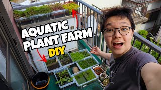 My DIY AQUATIC PLANT FARM [upl. by Chic]