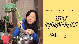 PUTTING MY ALOCASIA HOUSE PLANTS IN SEMI HYDROPONICS  LECA PART 3 [upl. by Deyes195]