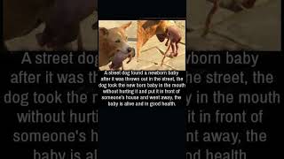 Street dog save baby life No words shortvideo shorts short viralvideo [upl. by Kinch508]