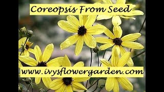 Starting Coreopsis from Seed Part 2 [upl. by Tootsie]