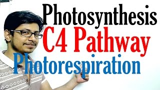 C4 pathway Photosynthesis and photorespiration [upl. by Aidas]