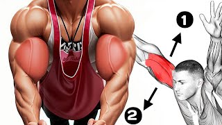 long and short head bicep exercises to Make Big Biceps [upl. by Ecidnac]