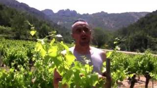 08 LES CRUS VACQUEYRAS ET GIGONDAS [upl. by Ulani21]