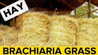 Clearing Brachiaria Grass  Mulato Grass For Storage As Hay [upl. by Melania]