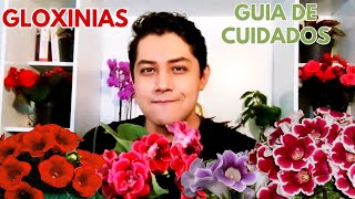 gloxinias cuidados sustrato reproduccion riego guia de cultivo de las gloxinias CHUYITO JARDINERO [upl. by Lamag853]