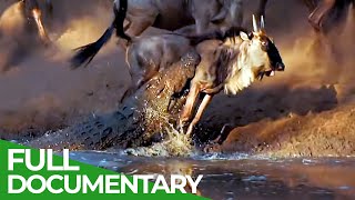 Wildlife Laws Only the Fastest Will Survive  Free Documentary Nature [upl. by Atilrahc]