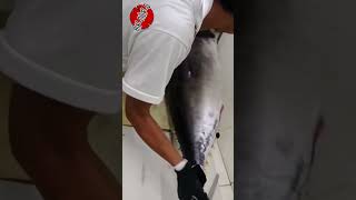 Cutting bigeye Yellowfin [upl. by Nylevol228]