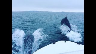 Delfine Große Tümmler in der Ostsee vor SchleswigHolstein [upl. by Roze821]