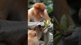 Male Proboscis Monkey is Enjoying Food 🐒 shorts youtubeshorts monkey proboscismonkey wildlife [upl. by Ocsic]