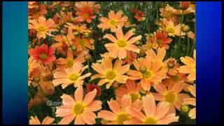 Plant Pick  Coreopsis Sienna Sunset [upl. by Pirzada210]