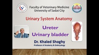 Urinary system 2 ureter amp urinary bladder by Dr Khaled Shoghy [upl. by Marcellina]