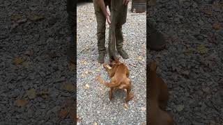 Just a Vizsla doing vizsla stuff he did a great job using his alert bark to let me know he had one [upl. by Yedsnil47]