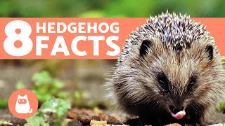 8 FACTS About Hedgehogs You Should Know [upl. by Jariv585]