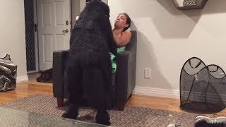 Massive Newfoundland thinks hes a lap dog [upl. by Ecinerev]