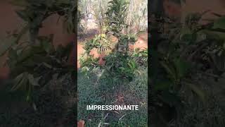 Impressionante roça vidanaroça rotinadeumamulherdocampo farturanaroça plantas diaadiadamul [upl. by Akihdar]