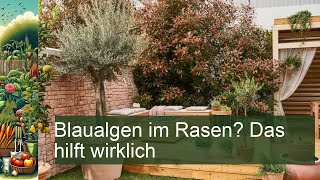 Blaualgen im Rasen Das hilft wirklich [upl. by Aisela742]